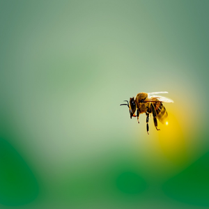 Happy Bees